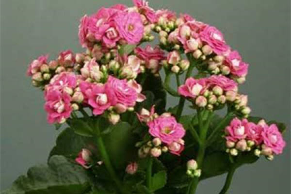 Jonquil