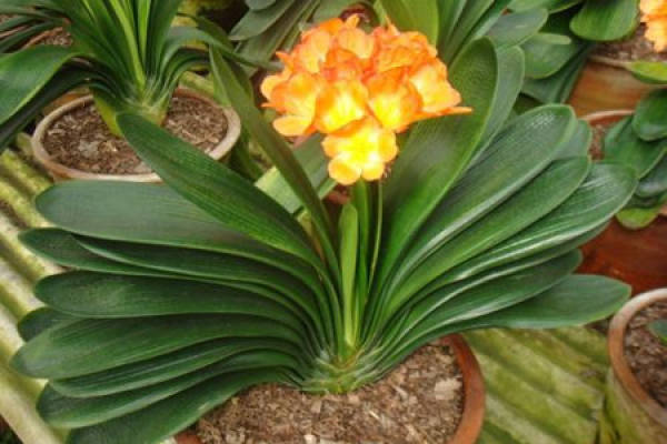 Clivia miniata