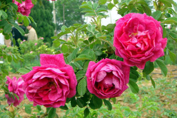 Four Seasons Rose