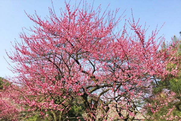 Plum blossom