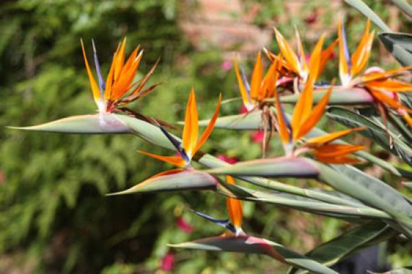 Bird of Paradise