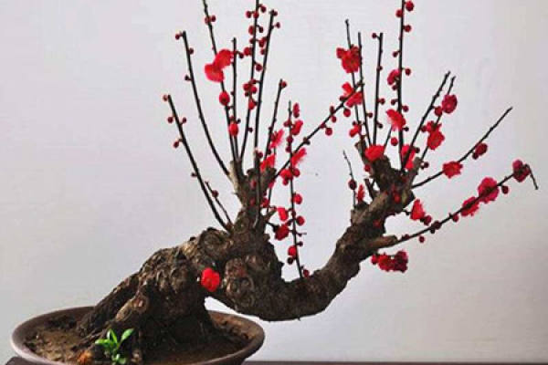Iron plum flower