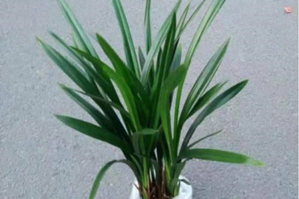 Cymbidium
