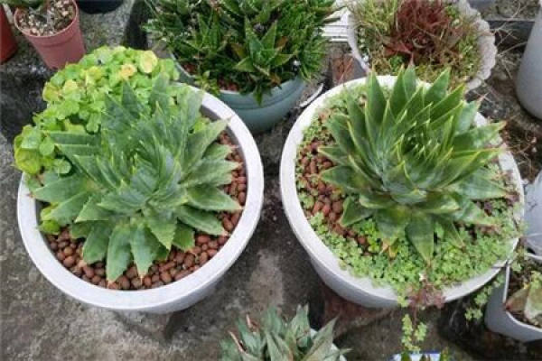 longevity flower