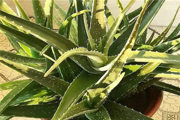 Aloe