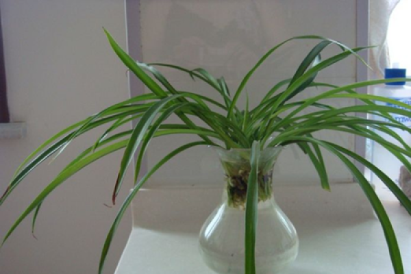 Chlorophytum comosum