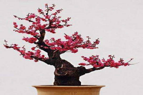 Plum blossom