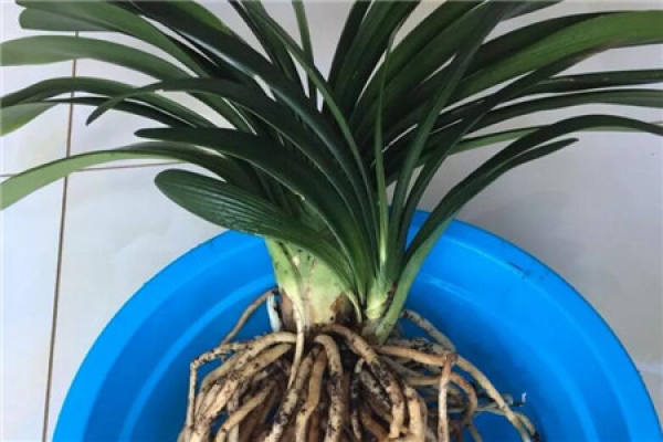 Clivia miniata