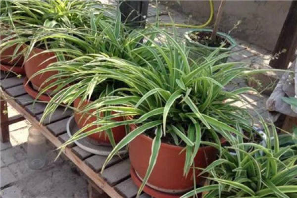 Chlorophytum comosum