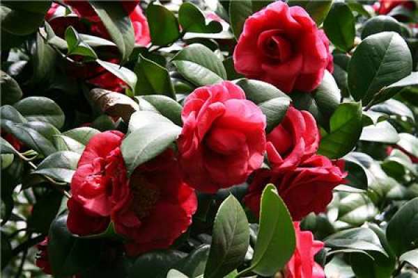 Camellia
