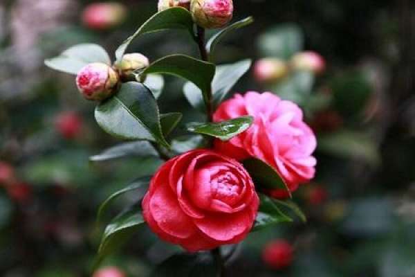 Camellia