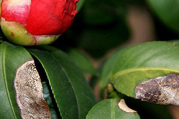 Camellia