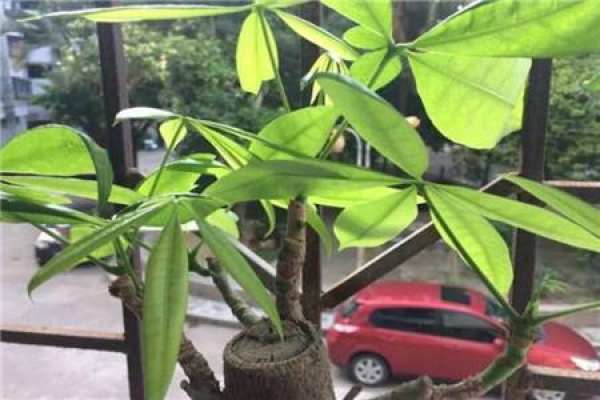 Fortune Tree