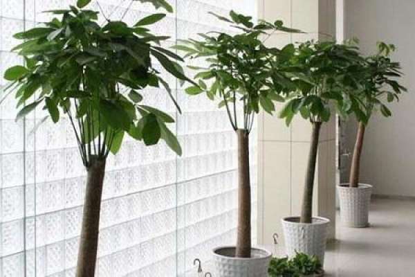 Money Tree