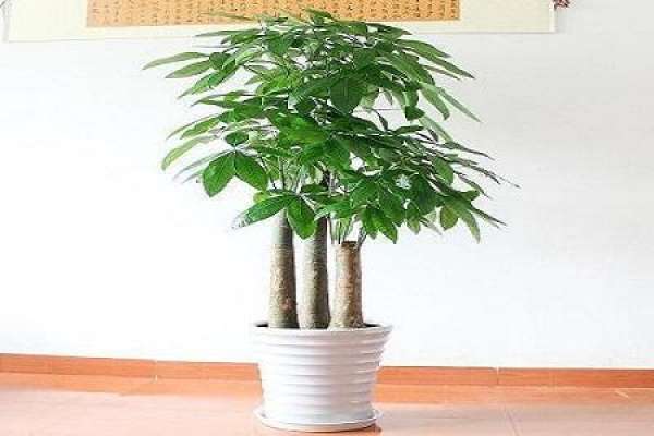 Fortune Tree