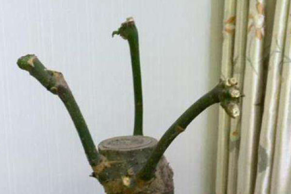 Money Tree