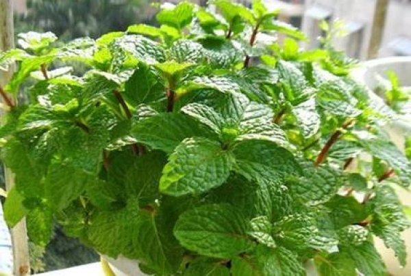 Peppermint