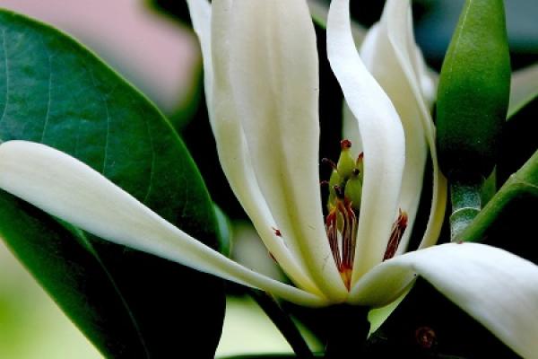 white orchid