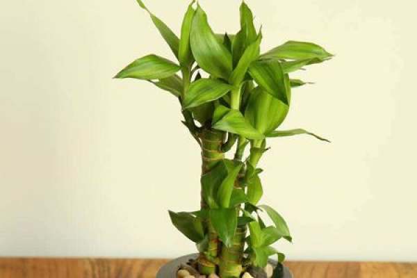 Lucky Bamboo