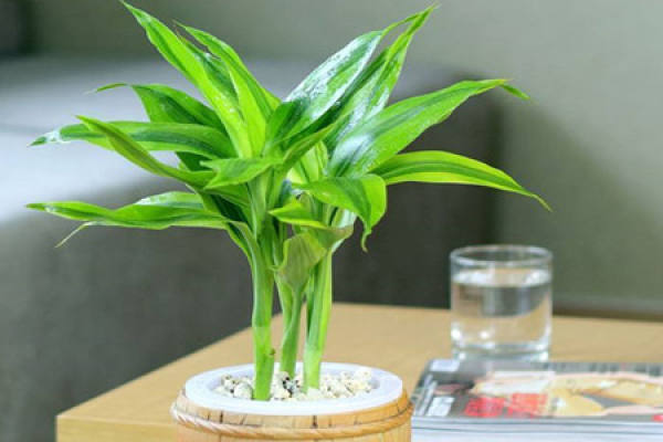 Lucky Bamboo