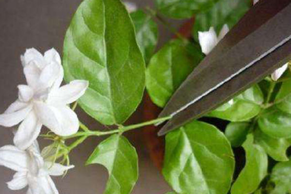 Jasmine