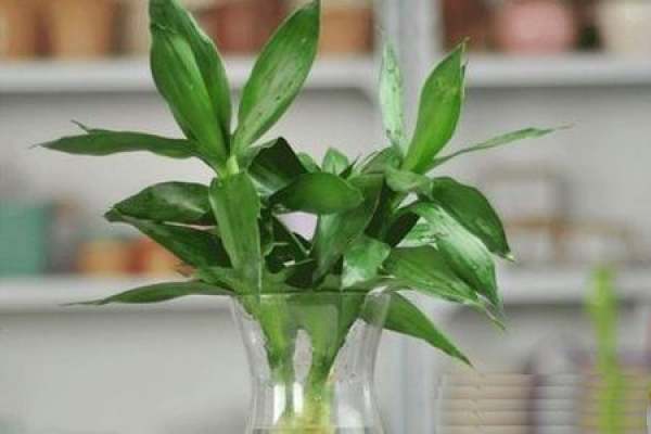 Lucky Bamboo