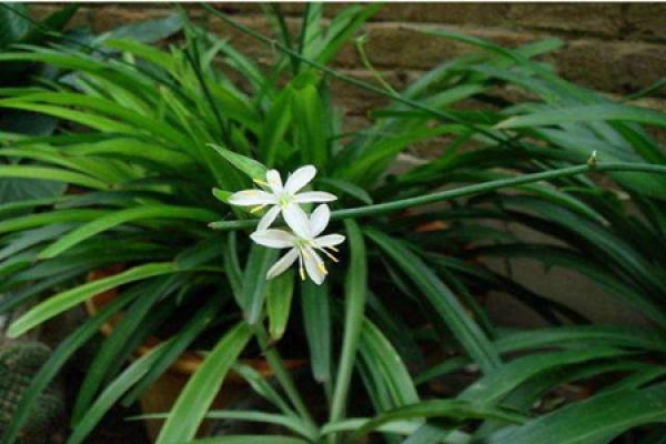 Flowers and plants