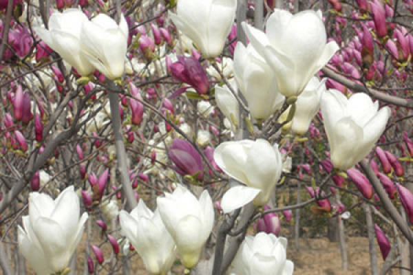 Magnolia