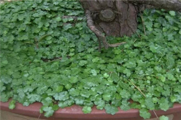 Oxalis flava