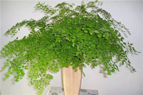 bamboo