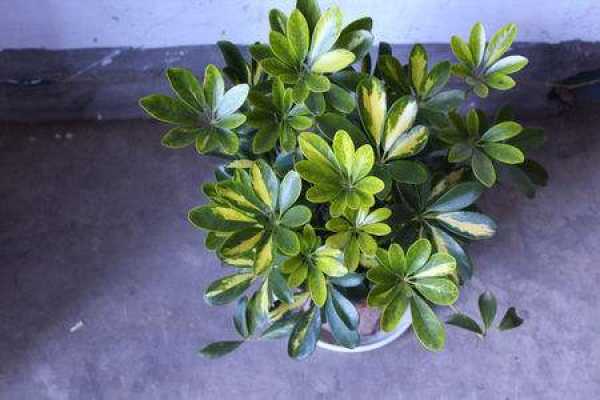 Schefflera japonica