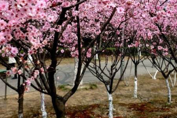 beauty plum