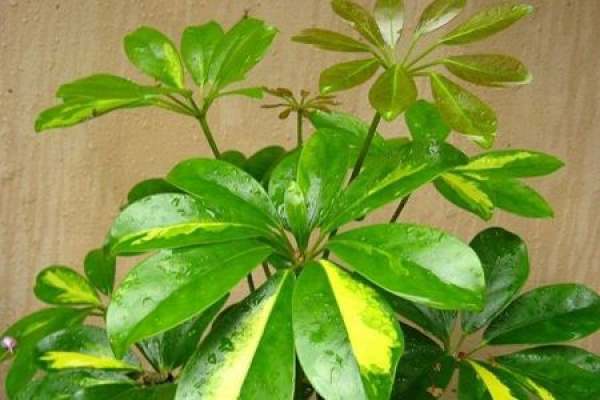 Liriodendron
