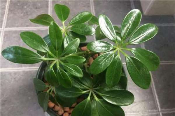 Liriodendron