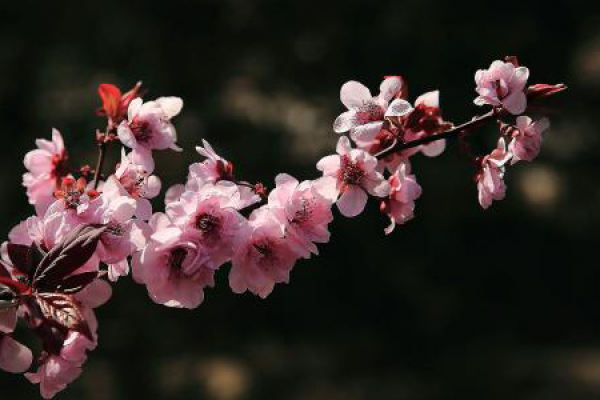 Mei Ren Mei