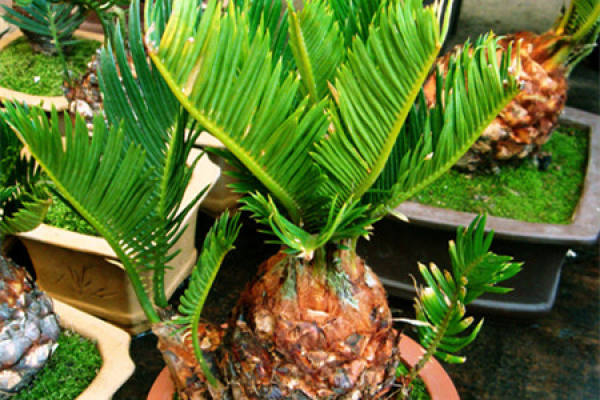 Cycas