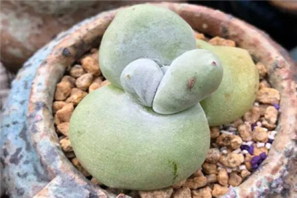 Fleshy