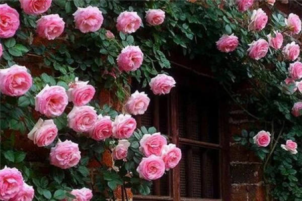 Chinese rose