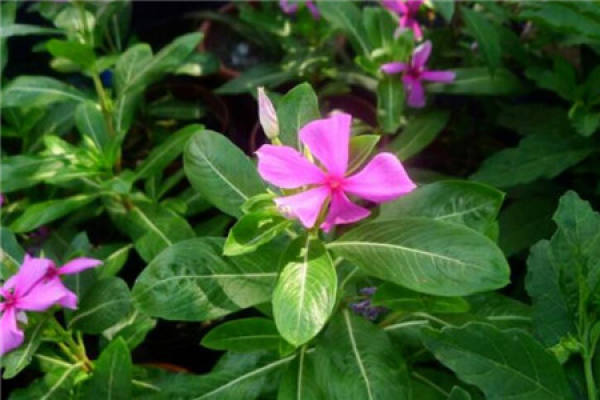 Light-weight flowerpot