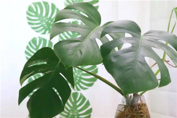money tree