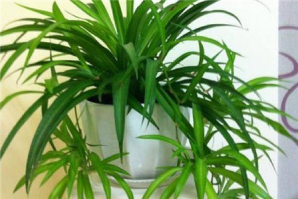 Chlorophytum