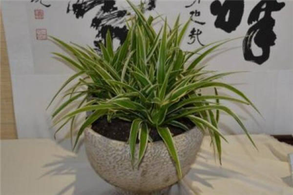 Chlorophytum