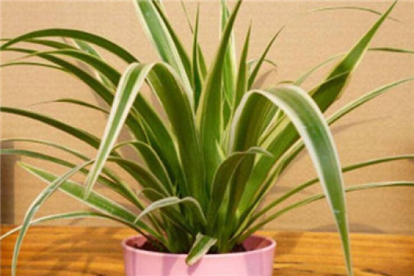 Chlorophytum comosum