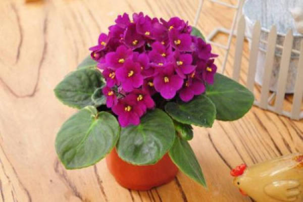 African violet