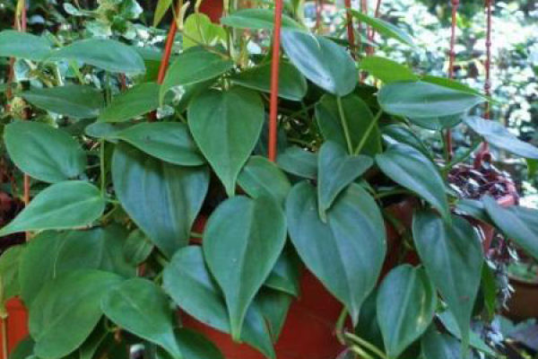 heart Ivy