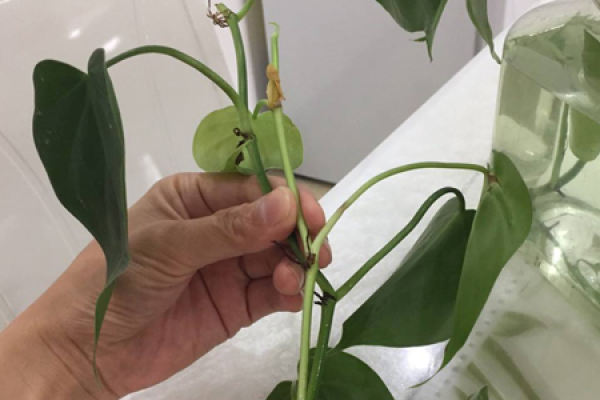 Cissus glabra