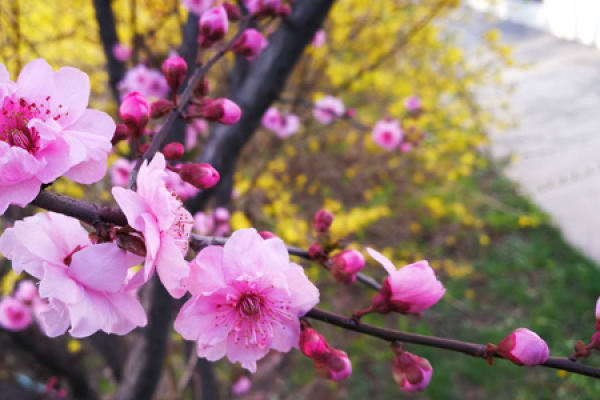 beauty plum