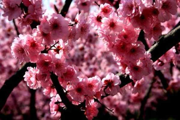 beauty plum