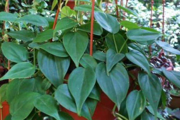 heart Ivy