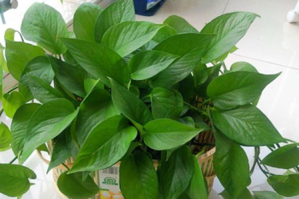 Cissus glabra